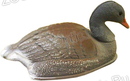 Чучело «Гусь Серый отдыхающий» полукорпусной